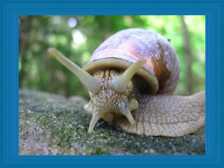 Poznajmy mięczaki - Świat ślimaków - Slide 11