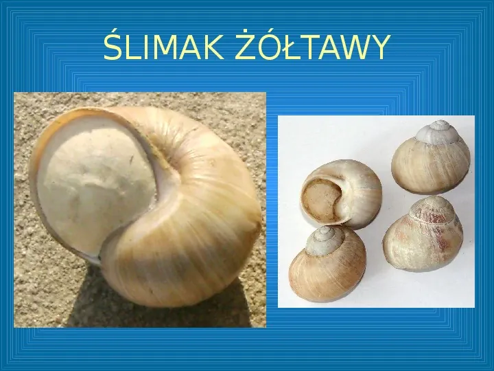Poznajmy mięczaki - Świat ślimaków - Slide 13