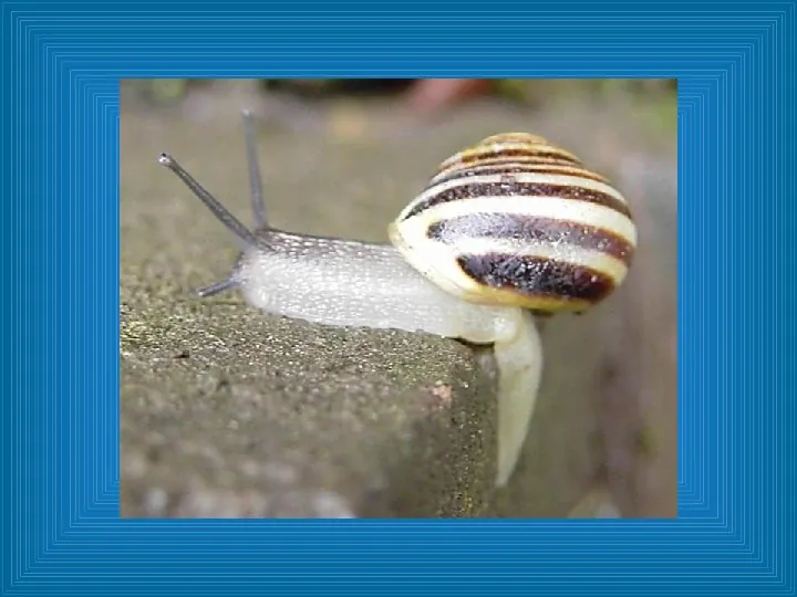 Poznajmy mięczaki - Świat ślimaków - Slide 16
