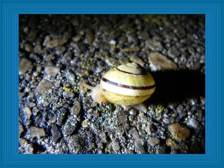 Poznajmy mięczaki - Świat ślimaków - Slide 17