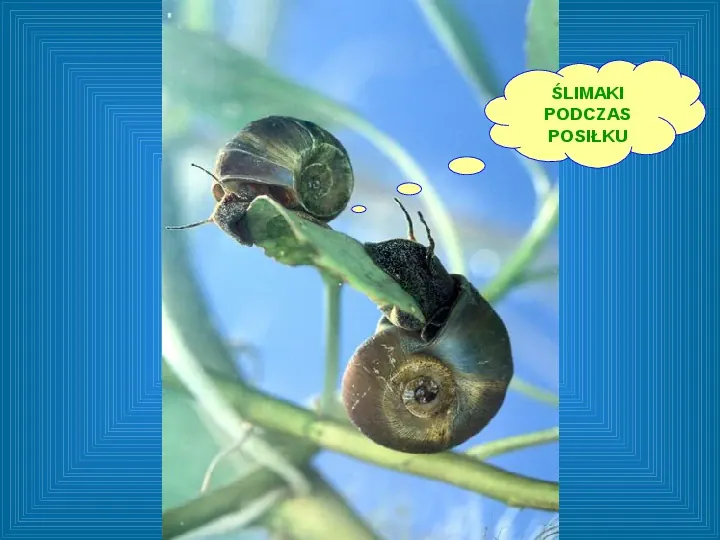 Poznajmy mięczaki - Świat ślimaków - Slide 21