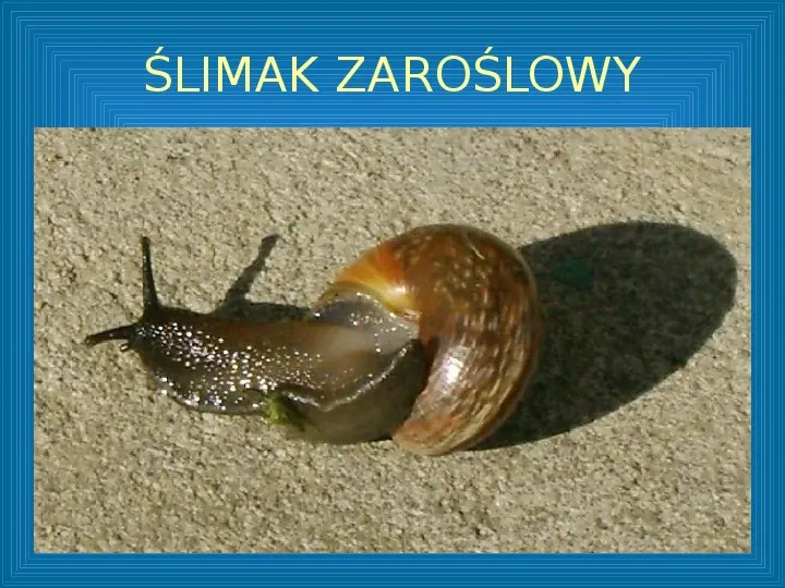 Poznajmy mięczaki - Świat ślimaków - Slide 22