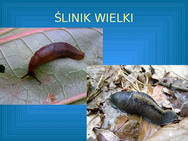 Poznajmy mięczaki - Świat ślimaków - Slide 47