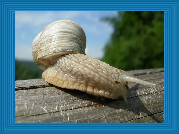 Poznajmy mięczaki - Świat ślimaków - Slide 7