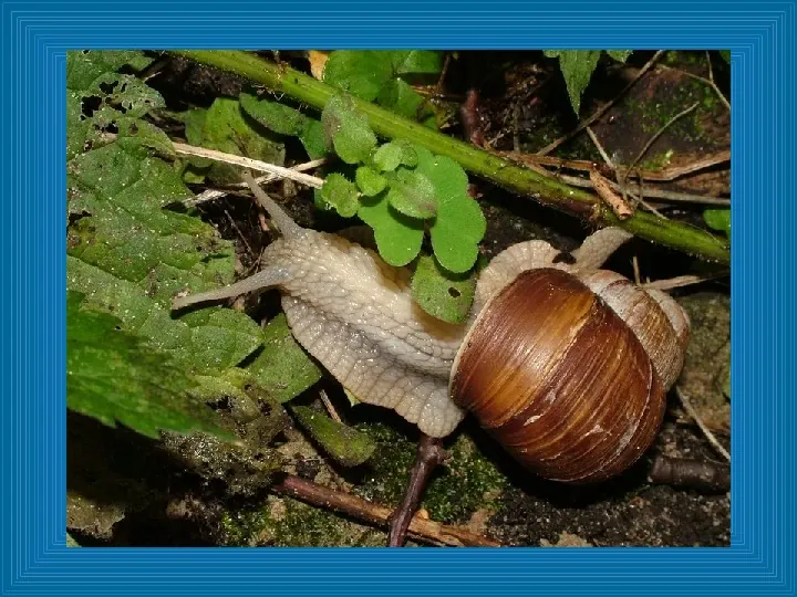Poznajmy mięczaki - Świat ślimaków - Slide 8