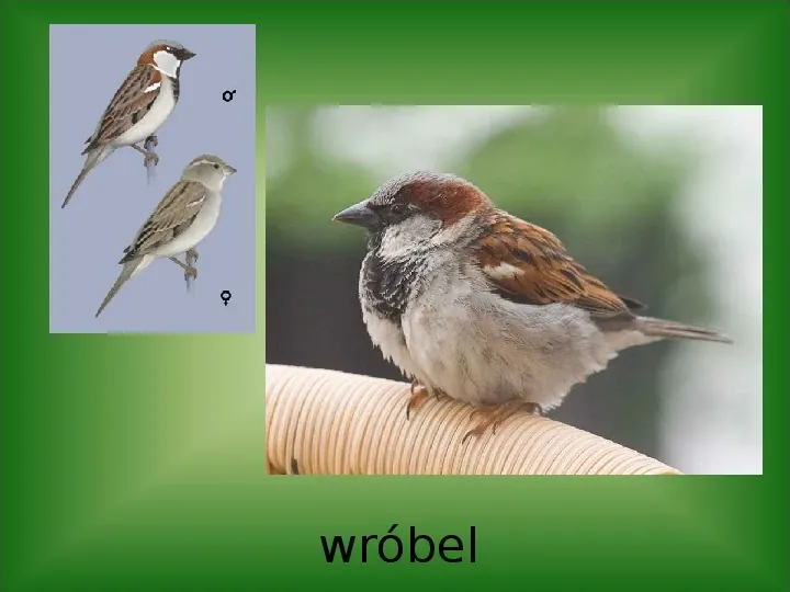 prezentacja ptaki - Slide 8