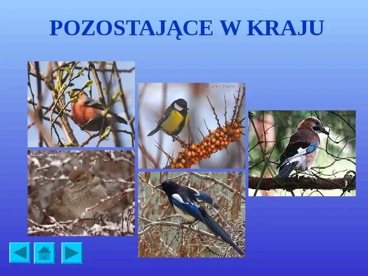 Ptaki polskie - Slide 10