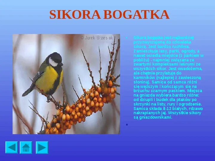 Ptaki polskie - Slide 12