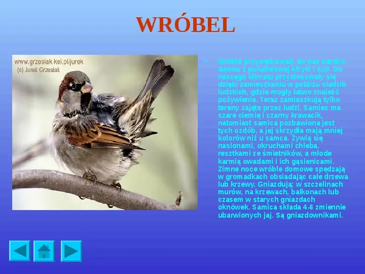 Ptaki polskie - Slide 13