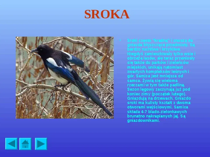 Ptaki polskie - Slide 15