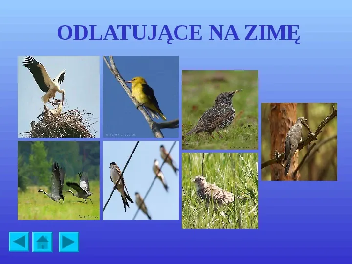 Ptaki polskie - Slide 2