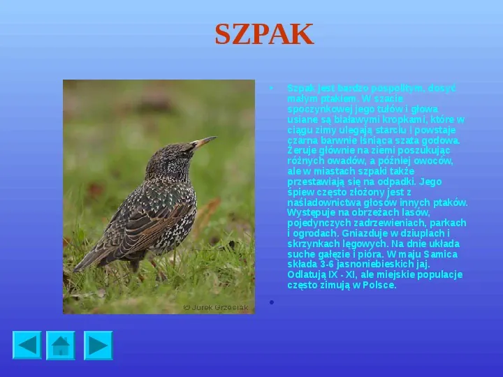 Ptaki polskie - Slide 6