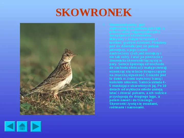 Ptaki polskie - Slide 8
