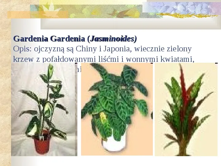 Rośliny jednoliścienne - Slide 14