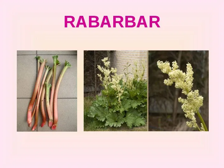 Warzywa uprawiane w ogrodach - Slide 18