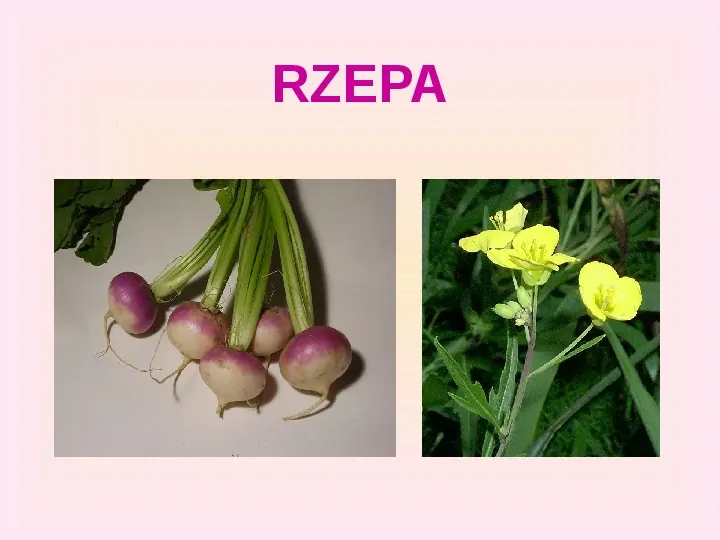 Warzywa uprawiane w ogrodach - Slide 6