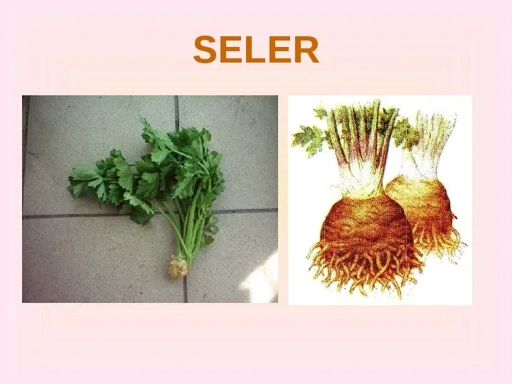 Warzywa uprawiane w ogrodach - Slide 7