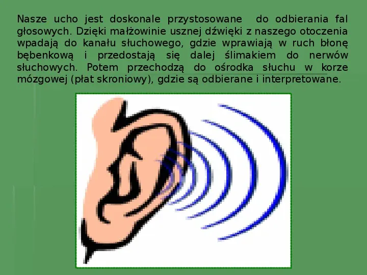 Słuch i hałas - Slide 3
