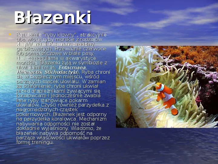 Rafy koralowe - Slide 11