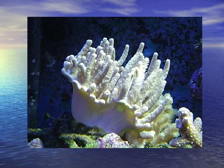 Rafy koralowe - Slide 16