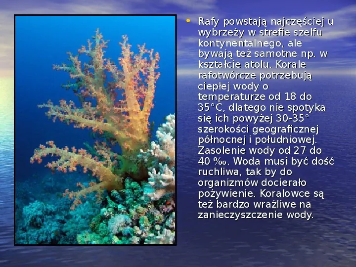 Rafy koralowe - Slide 7