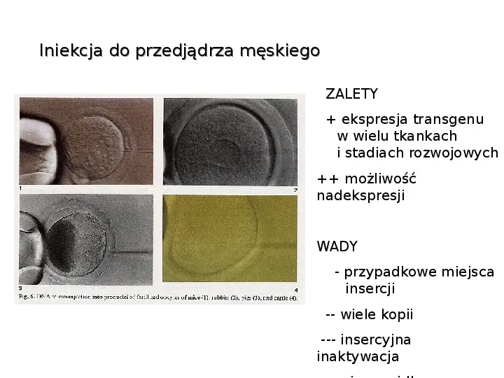 Technologia transgeniczna - Slide 19