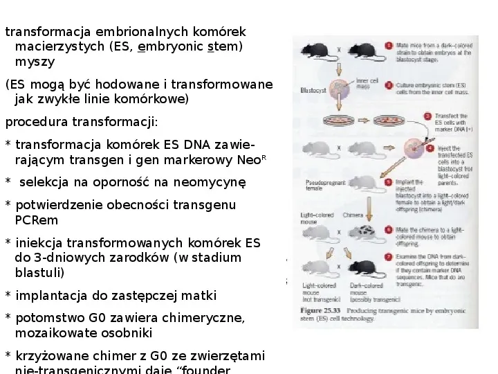 Technologia transgeniczna - Slide 20