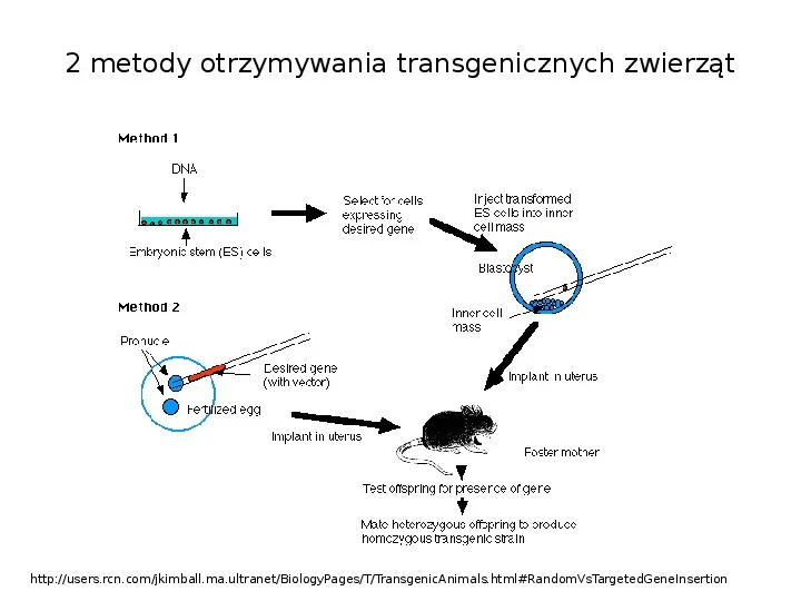 Technologia transgeniczna - Slide 21