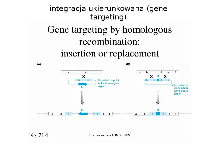 Technologia transgeniczna - Slide 22