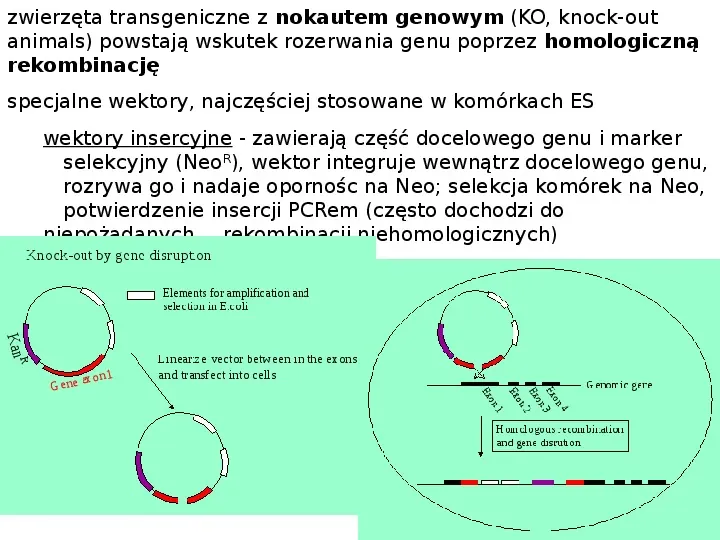 Technologia transgeniczna - Slide 24