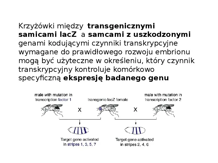 Technologia transgeniczna - Slide 8