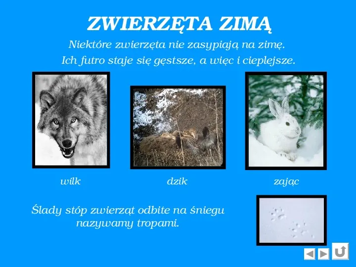 Zima - Slide 8