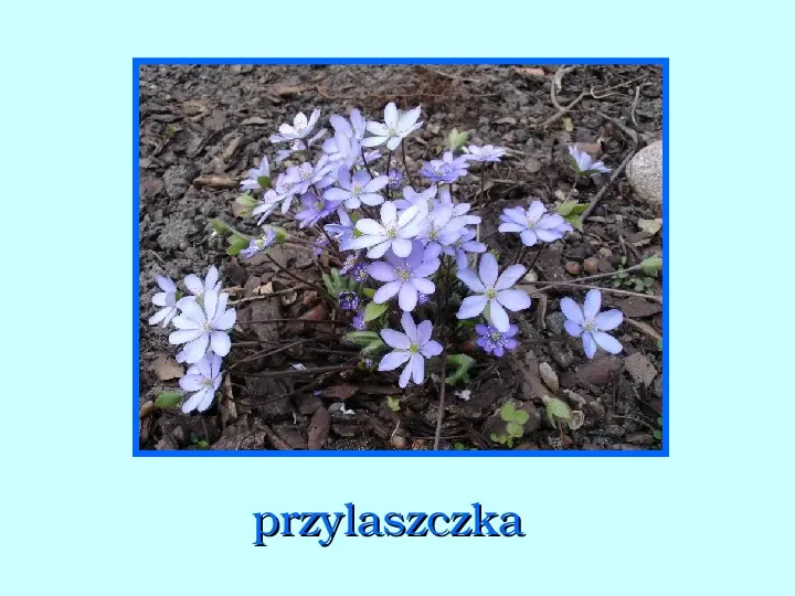 Zwiastuny wiosny - Slide 4