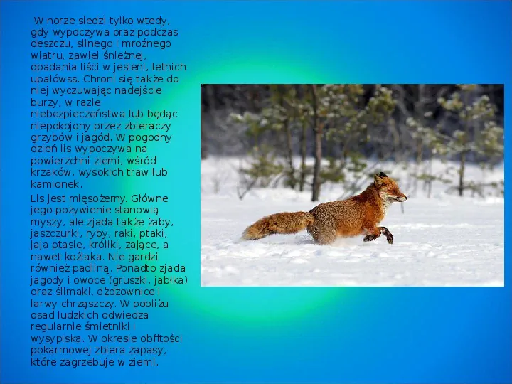Zwierzęta leśne - Slide 8