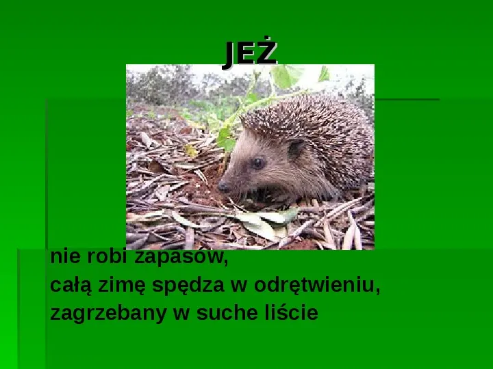 Złota polska jesień - Slide 11