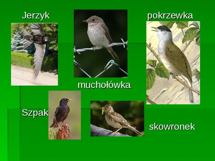 Złota polska jesień - Slide 19