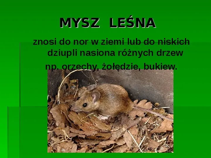 Złota polska jesień - Slide 9
