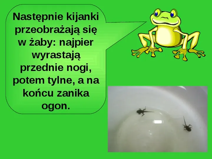 Życie w wodzie - żaby - Slide 12