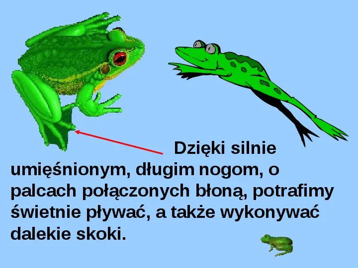 Życie w wodzie - żaby - Slide 3