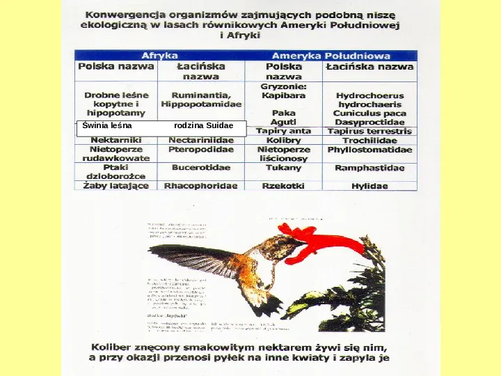 Ekologia - pojęcia podstawowe - Slide 45