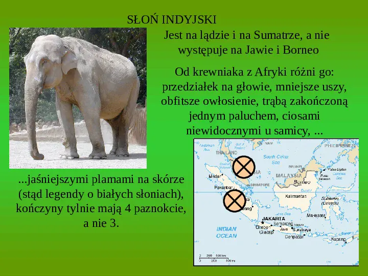 Prawidłowości i czynniki rozwoju fauny na wyspach - Slide 12