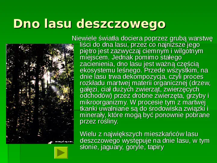 Wilgotne lasy równikowe - Slide 12