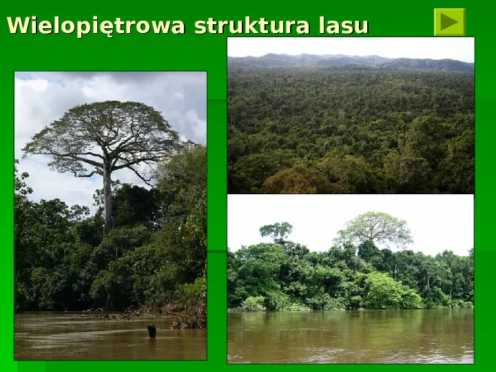 Wilgotne lasy równikowe - Slide 9