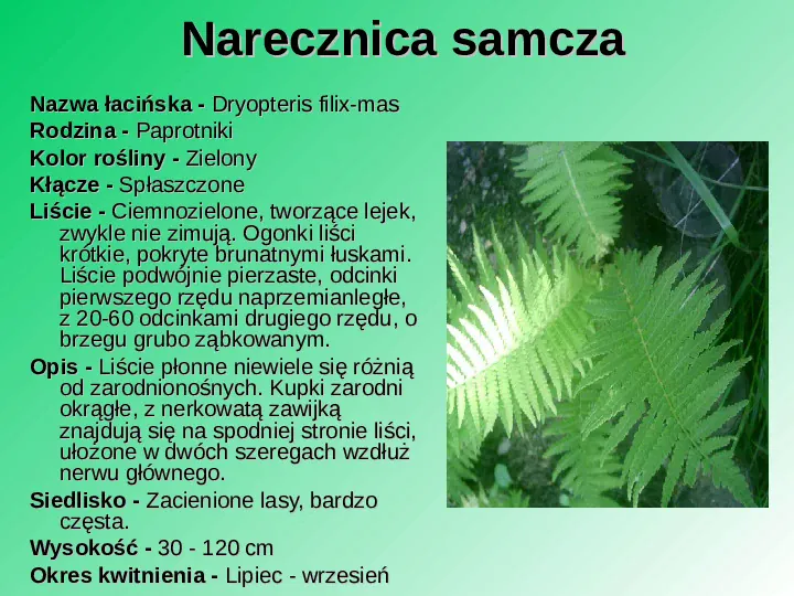 Rośliność w Polsce - Slide 15