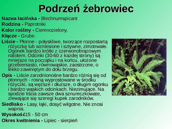 Rośliność w Polsce - Slide 17