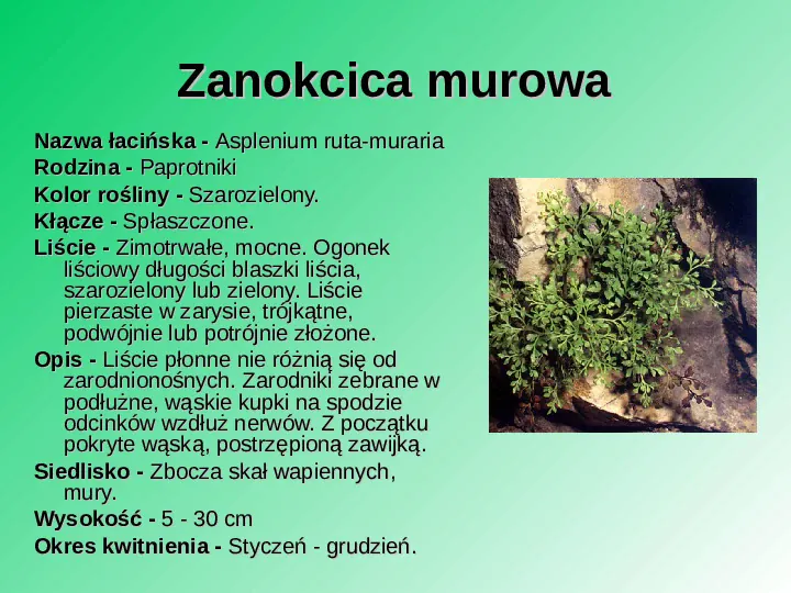 Rośliność w Polsce - Slide 18