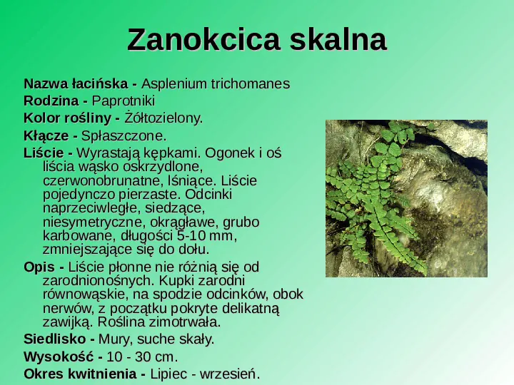 Rośliność w Polsce - Slide 19