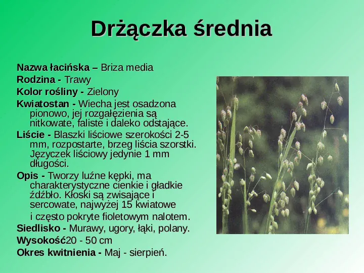 Rośliność w Polsce - Slide 2