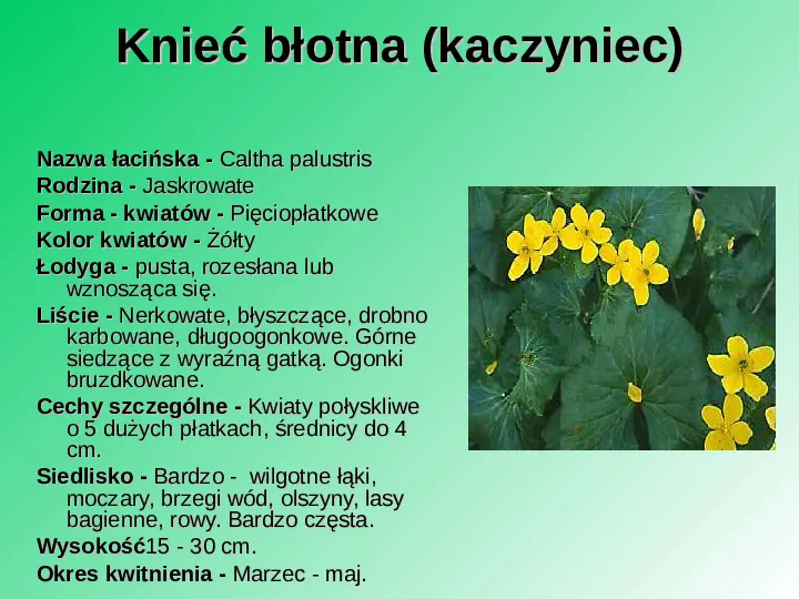 Rośliność w Polsce - Slide 24
