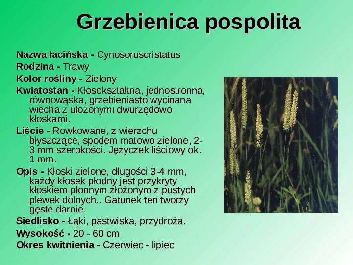 Rośliność w Polsce - Slide 3